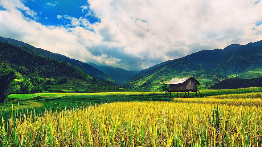 Rice field, paddy HD wallpaper