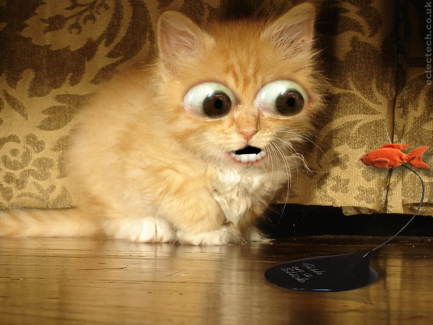 Funny scared cat and HD wallpapers | Pxfuel
