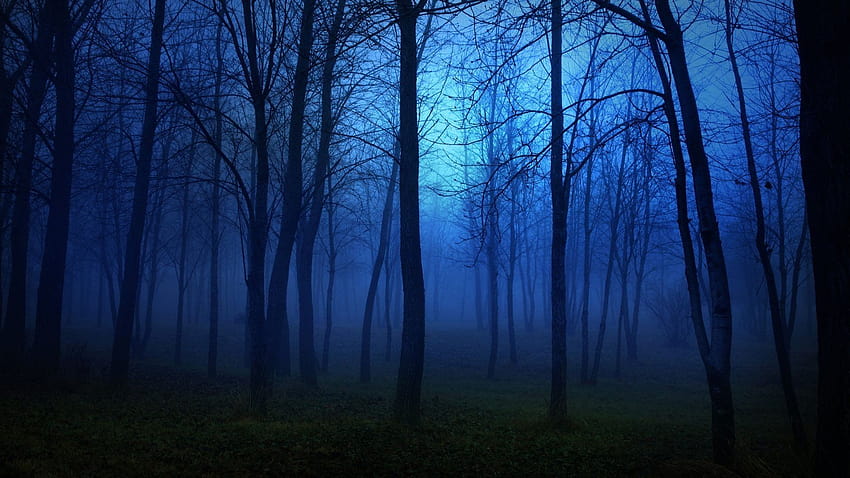 foresta, natura, albero, paesaggio, notte, nebbia, foschia, scuro, spettrale / e sfondi mobili, nebbiosa notte invernale Sfondo HD