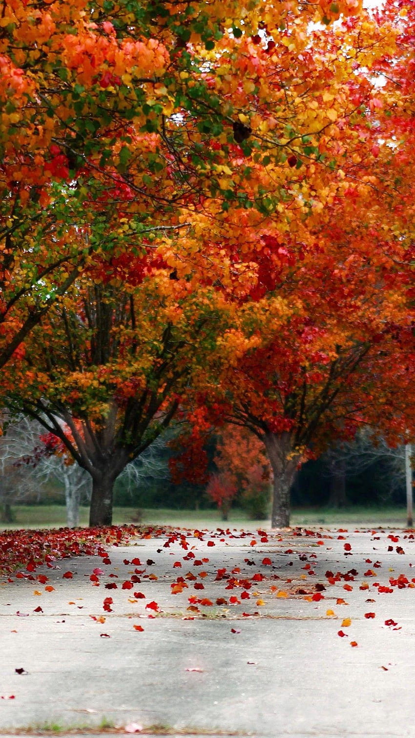 Fall Trees Color Nature Red Yellow Orange Driveway K On, colorful k HD phone wallpaper