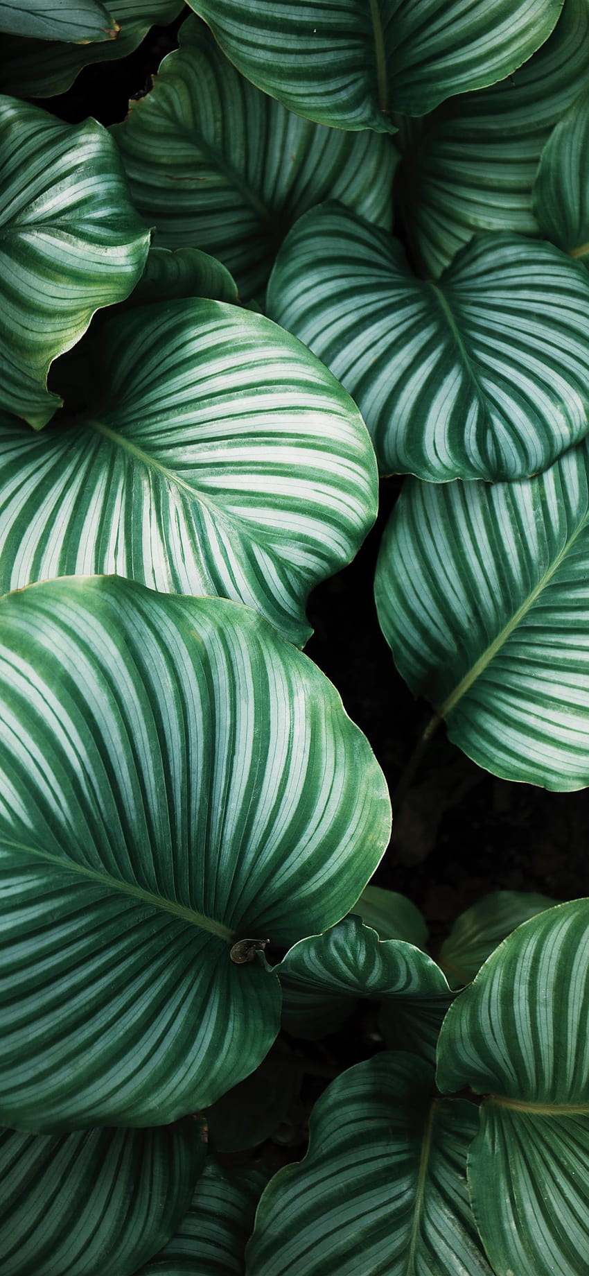 녹색과 흰색 잎이 달린 식물 iPhone X, 녹색 식물 HD 전화 배경 화면