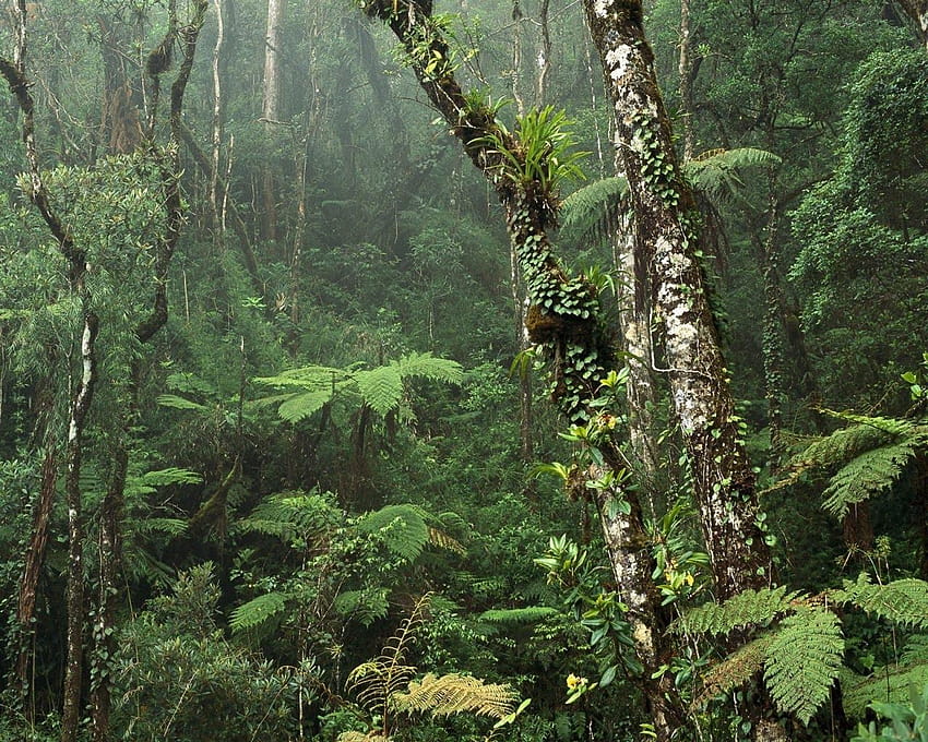 Tropischer Regenwald Malaysia Indonesien Abenteuer im Freien, malaysischer Dschungel HD-Hintergrundbild