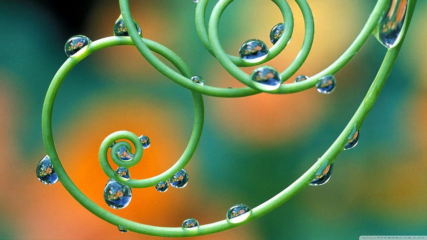 Drops On Passion Flower Tendrils Italy HD wallpaper
