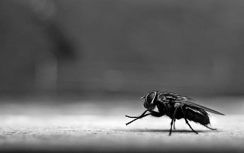 Insects flies sound effects HD wallpaper