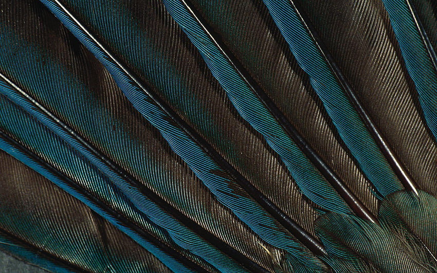 Blue and green feathers HD wallpaper