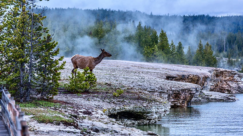 Deer, trees, fog, Yellowstone National Park, USA 5120x2880 U HD wallpaper