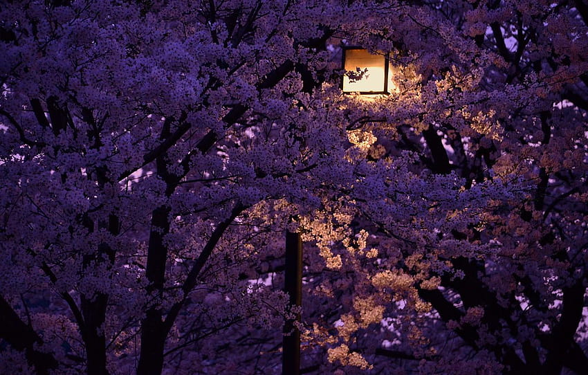 árbol de flor de cerezo en la noche fondo de pantalla