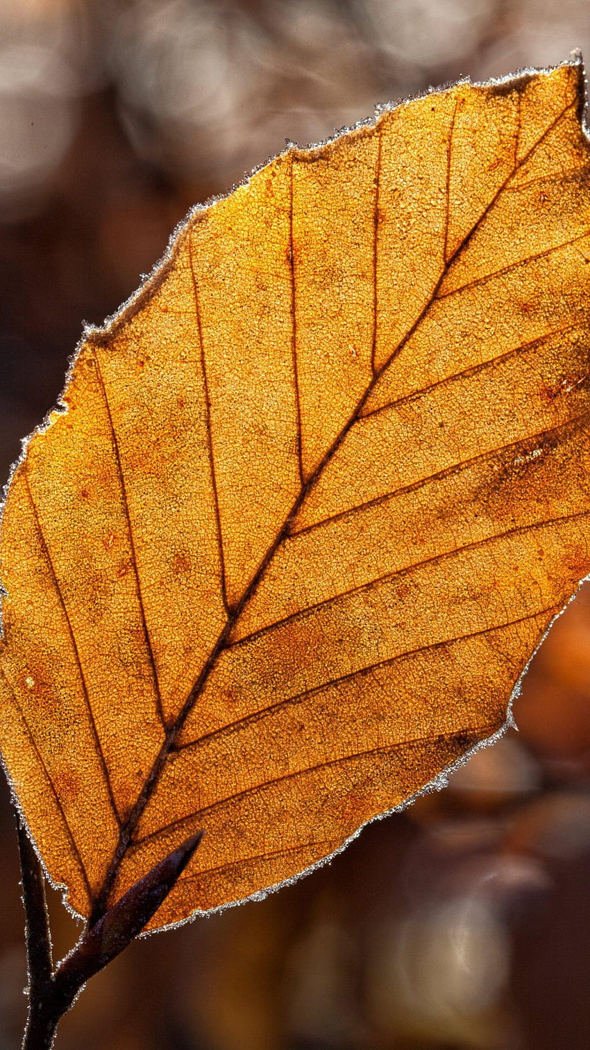 Suszony liść w świetle, android brązowe liście Tapeta na telefon HD