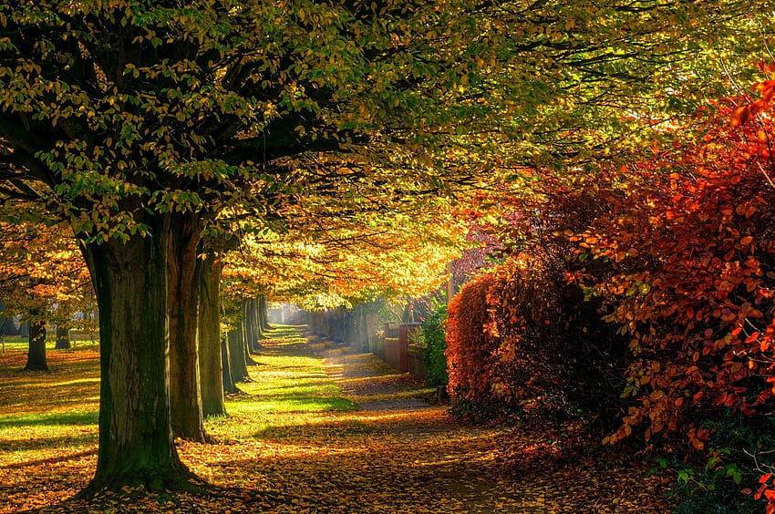 Leaves park trees forest colorful path nature autumn road, autumn ...