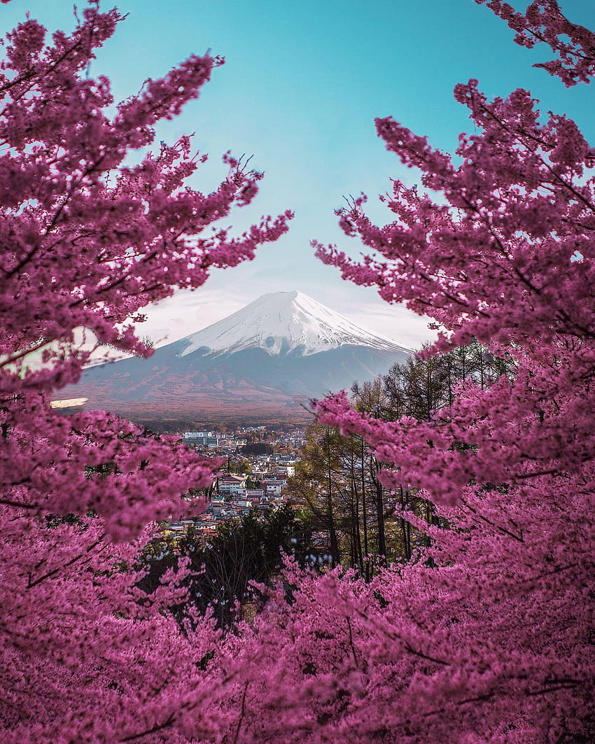 Mt. Fuji in the spring, mount fuji purple HD phone wallpaper | Pxfuel