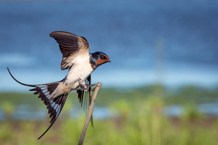 latający ptak coucal bulbul, mroźny okoń Tapeta HD