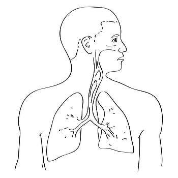 Interdependence of Human Organ Systems Explained