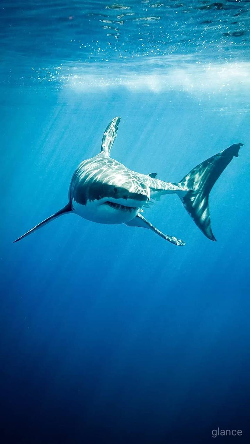 Weißer Hai von 39998, der große weiße Hai HD-Handy-Hintergrundbild