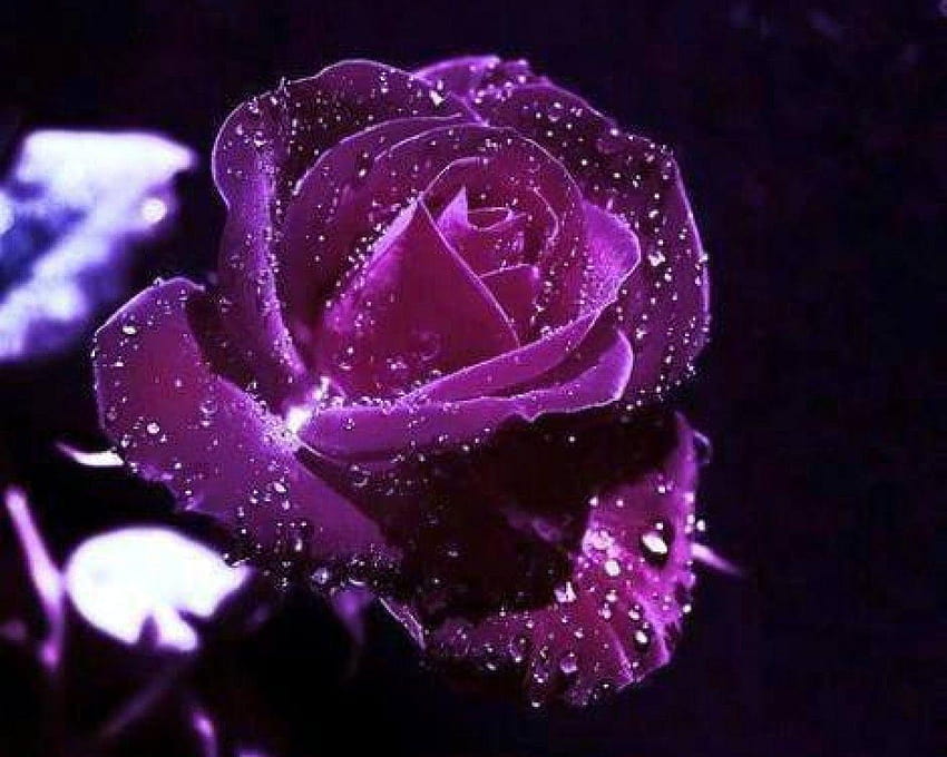 Kwiaty: Fioletowy kwiat róży Piękne aksamitne krople rosy, piękny kwiat róży Tapeta HD