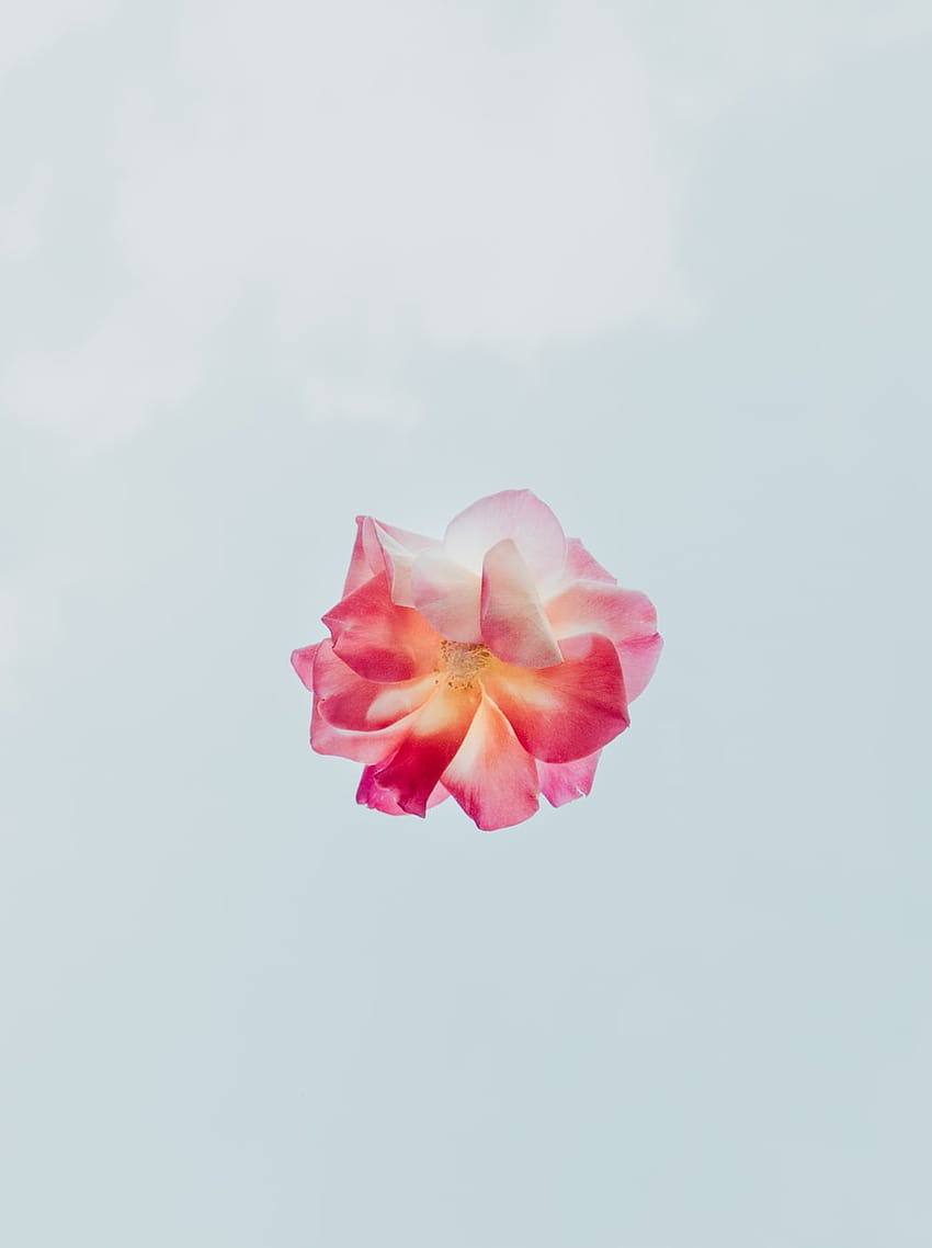 Flor Apertura, flor pequeña fondo de pantalla del teléfono