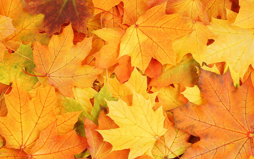 秋の季節の黄色のカエデの葉秋の背景、黄色のカエデの葉 高画質の壁紙