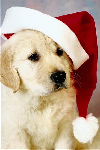 Christmas Puppy Shopping Gift Black Dog Puppy White Hat Winter  Sleigh HD wallpaper  Peakpx