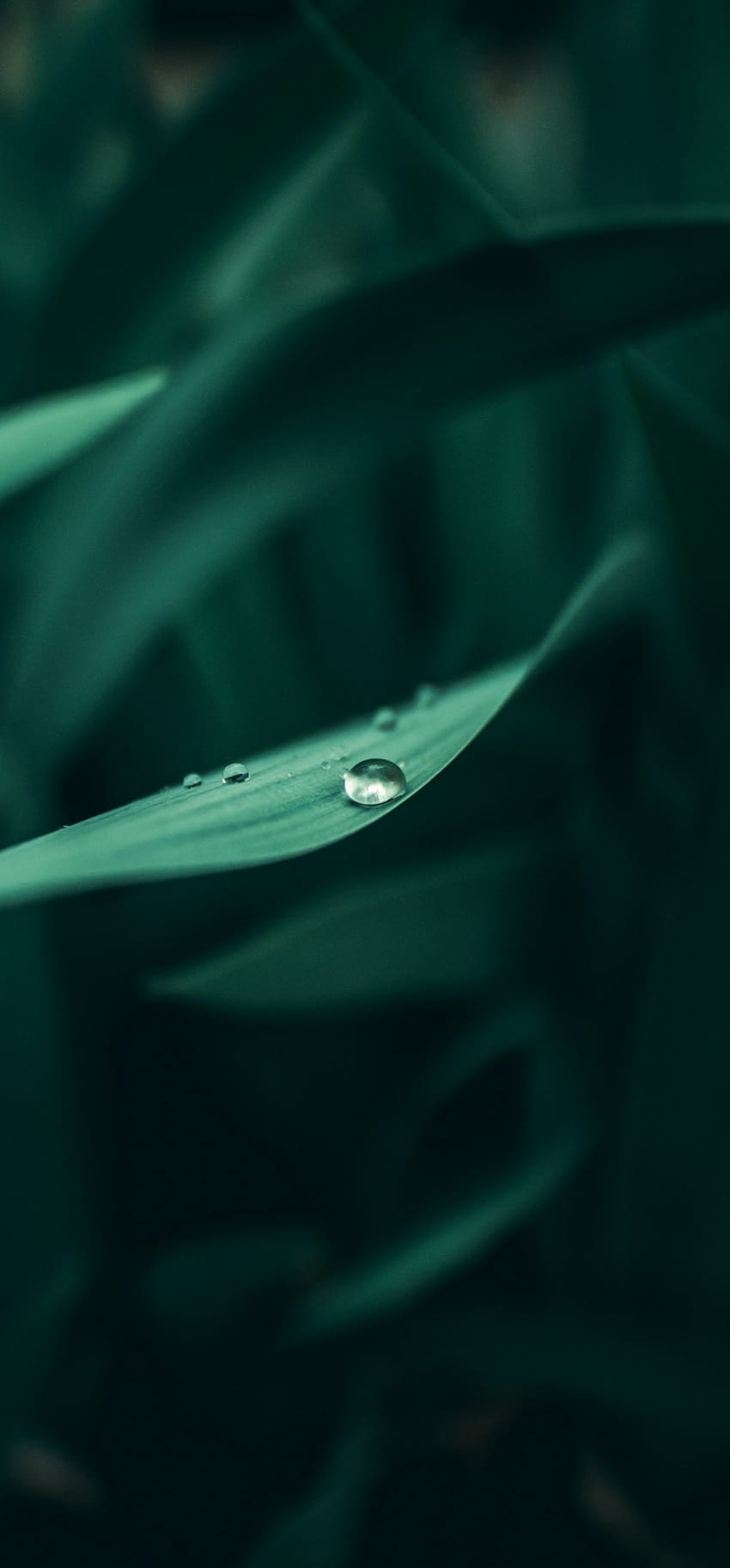 Grass Dew Drops, dewdrops HD phone wallpaper