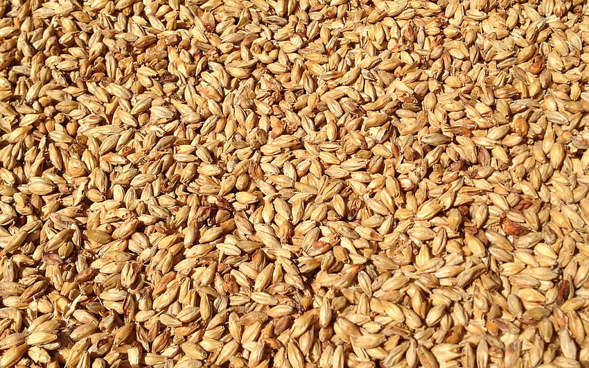 wheat grains texture, wheat harvest concepts, wheat background, cereals, wheat texture with resolution 2880x1800. High Quality HD wallpaper