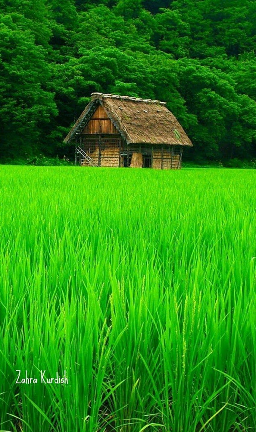 Naturaleza verde, campo de arroz verde fondo de pantalla del teléfono