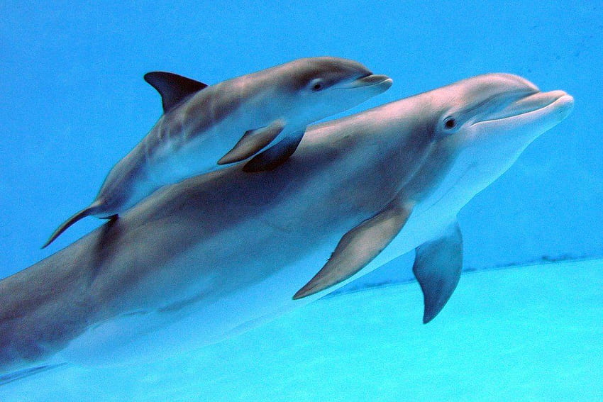 Lovely Living 3d Dolphins Animated, dolphin 3d HD wallpaper