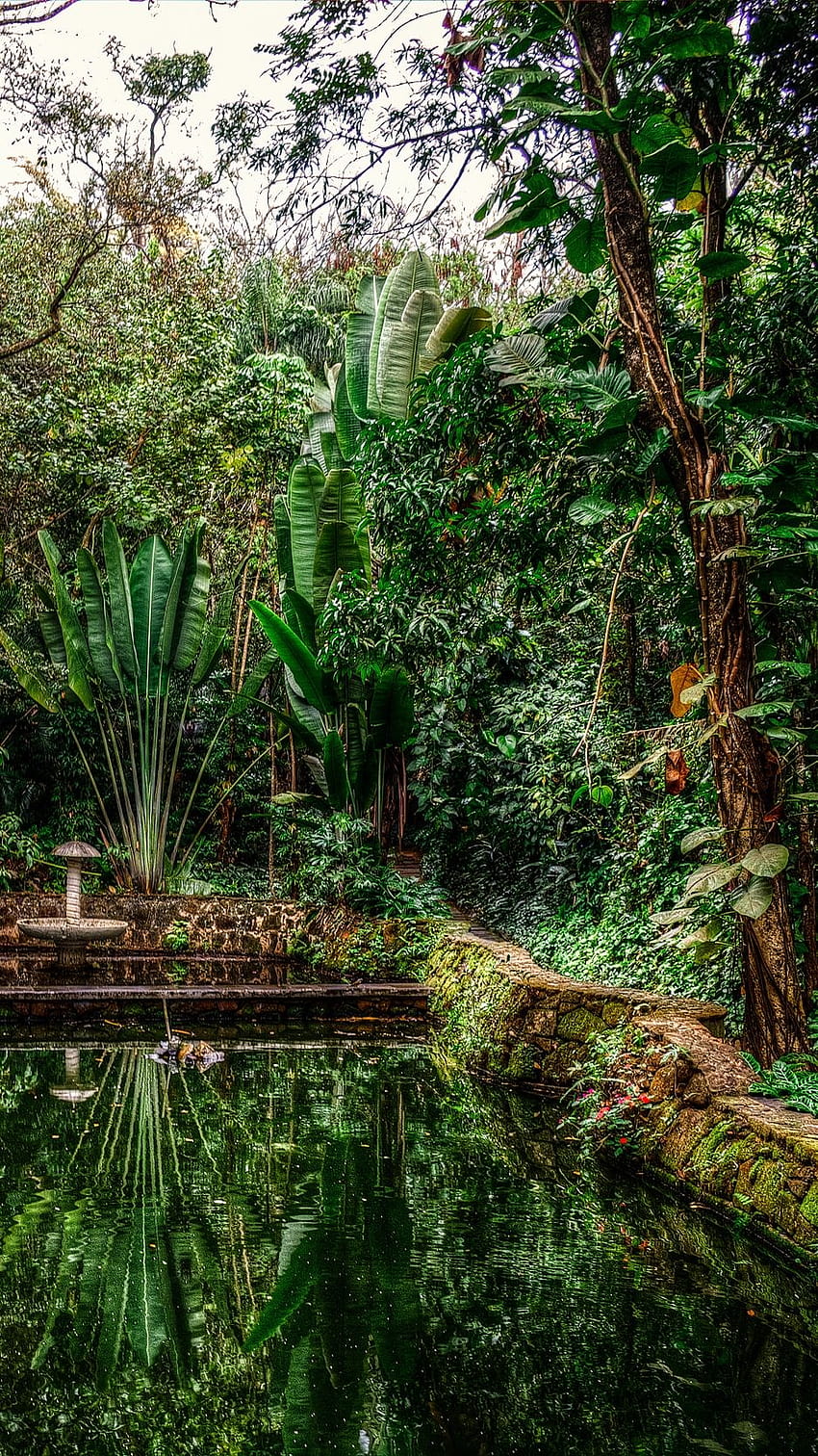 Rainforest posted by Ryan Cunningham, rainforest ultra HD phone wallpaper