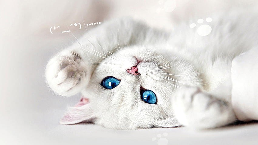 White Cats, white fluffy cat HD wallpaper