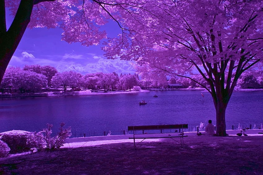 Purple Nature 95C HD wallpaper