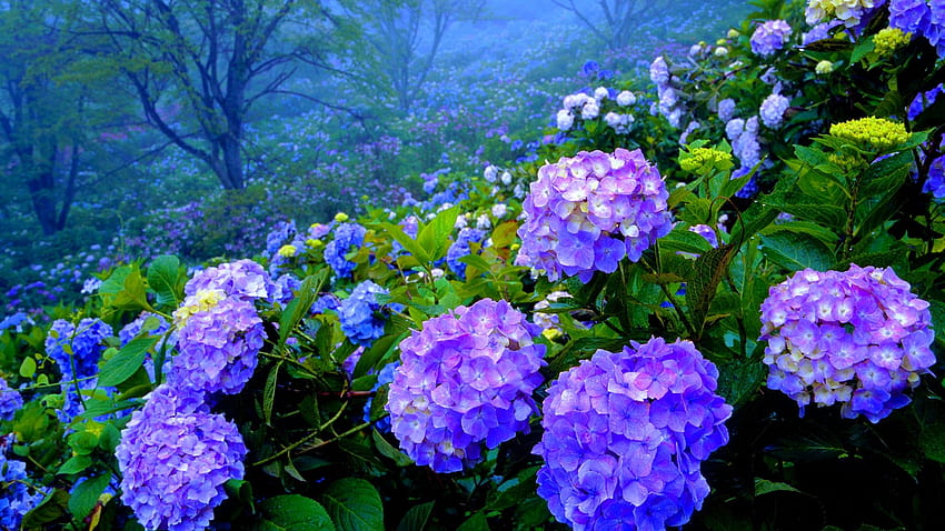 かわいい紫陽花、アニメの花 高画質の壁紙