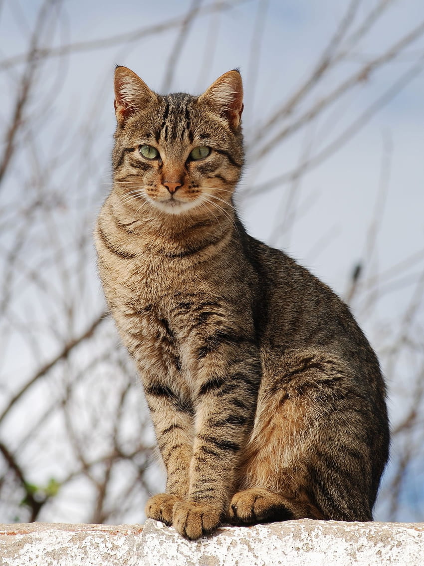 Tabby cat, orangey cat brown eyes HD phone wallpaper