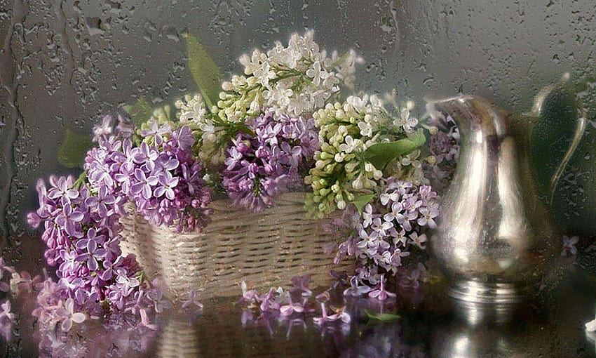 OgNature, lovely lilacs HD wallpaper
