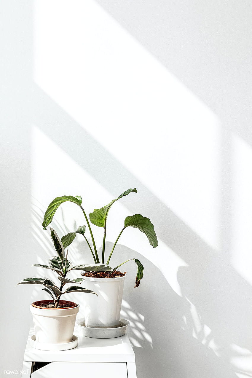 Tropical plants by a white wall with window shadow, potted plants HD phone wallpaper