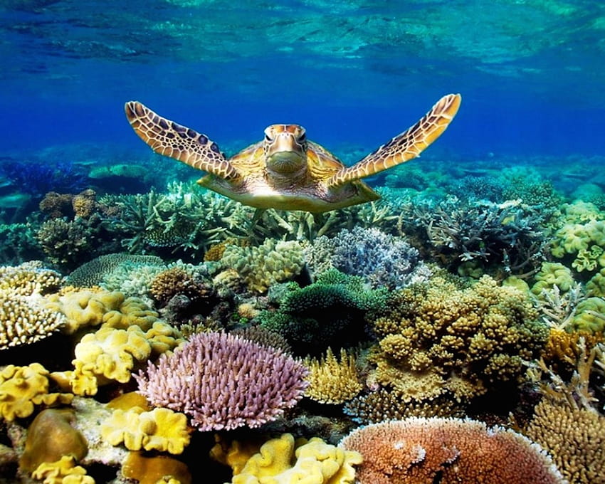 Sea Turtle Swimming Underwater Scene With Coral Beautiful For Mobile Phones And Laptops : 13, sea turtle pc HD wallpaper