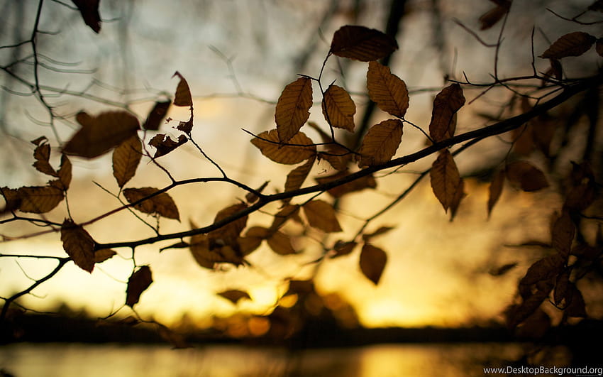 Залез, есенни листа, кафява дълбочина на полето, замъглени фонове ... фонове, замъглена есен HD тапет