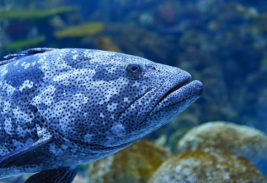 macro graphy of gray grouper fish – Australia on HD wallpaper