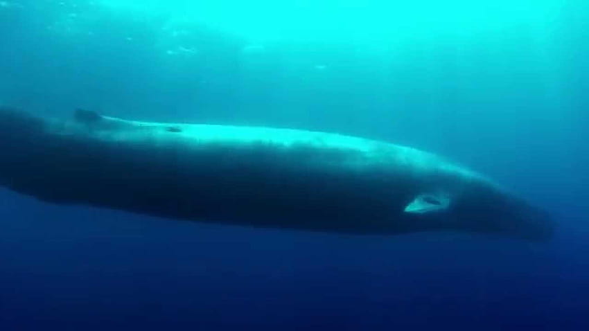 Superbes s sous-marines haute définition de la baleine bleue, baleine de poisson-chat Fond d'écran HD