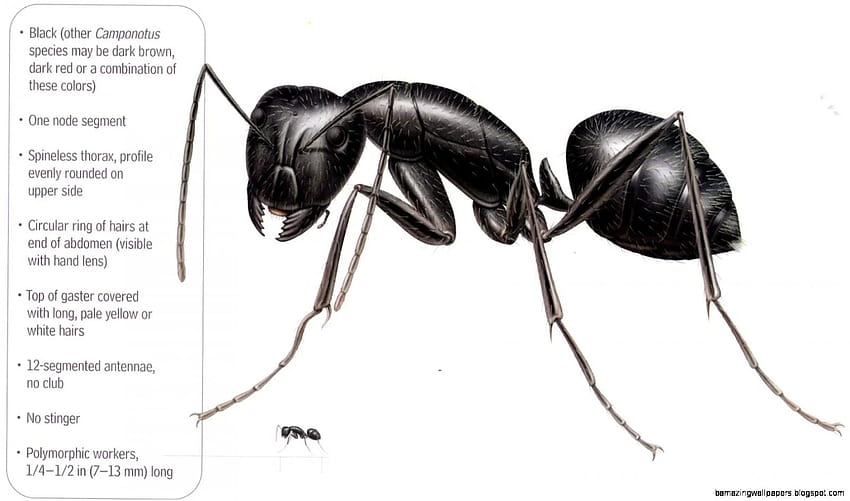 Black Ants Vs Carpenter Ants HD wallpaper | Pxfuel