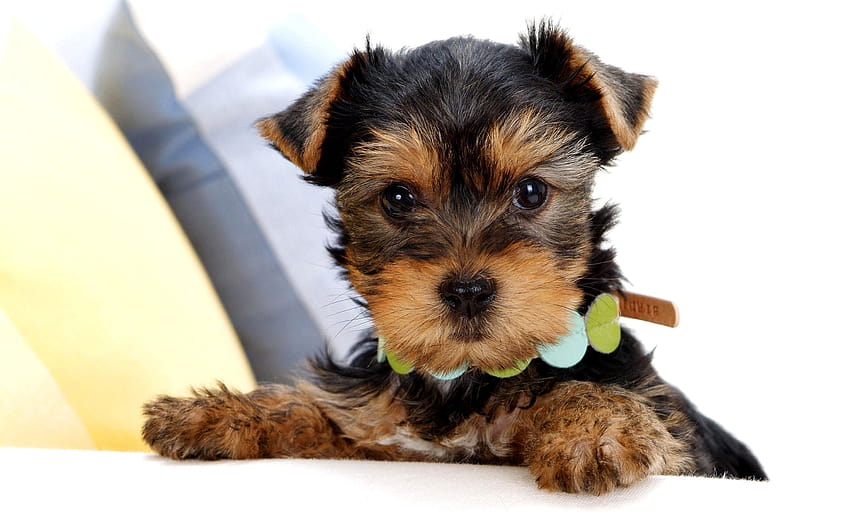 Animal Yorkshire Terrier HD Wallpaper