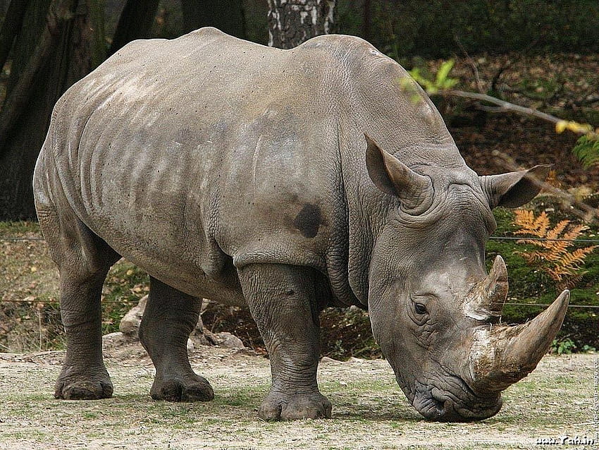 Animals, rhinos HD wallpaper | Pxfuel