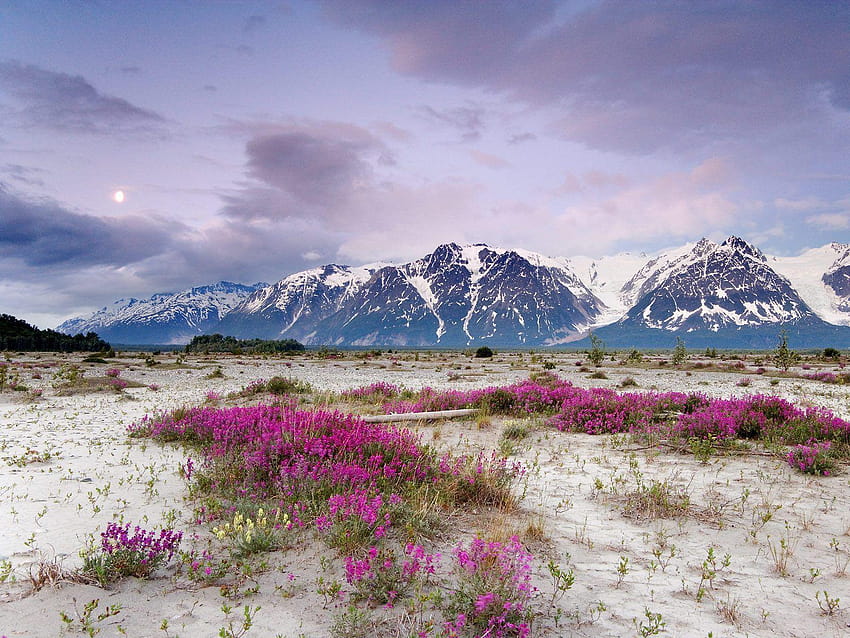 Wildflowers, alaska in spring HD wallpaper
