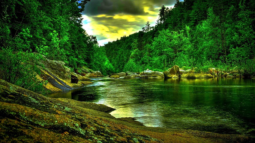ป่าเขียวขจีสวยงาม แม่น้ำกว้าง สายน้ำในป่า วอลล์เปเปอร์ HD