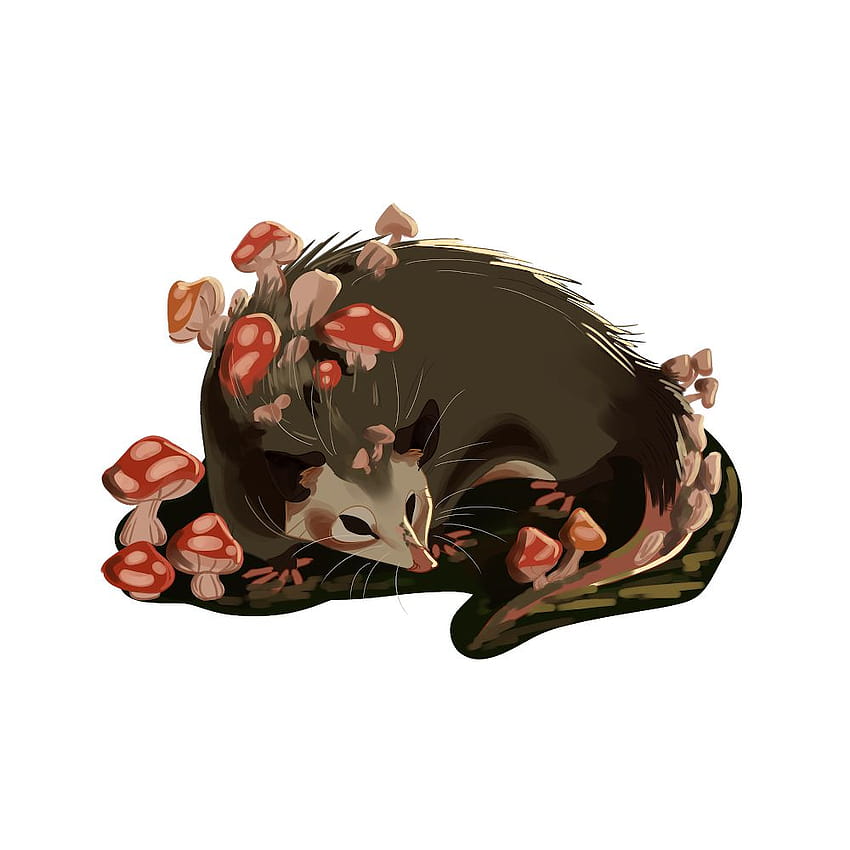 Mushroom Opossum Mushroom Pfp Hd Phone Wallpaper Pxfuel 2244