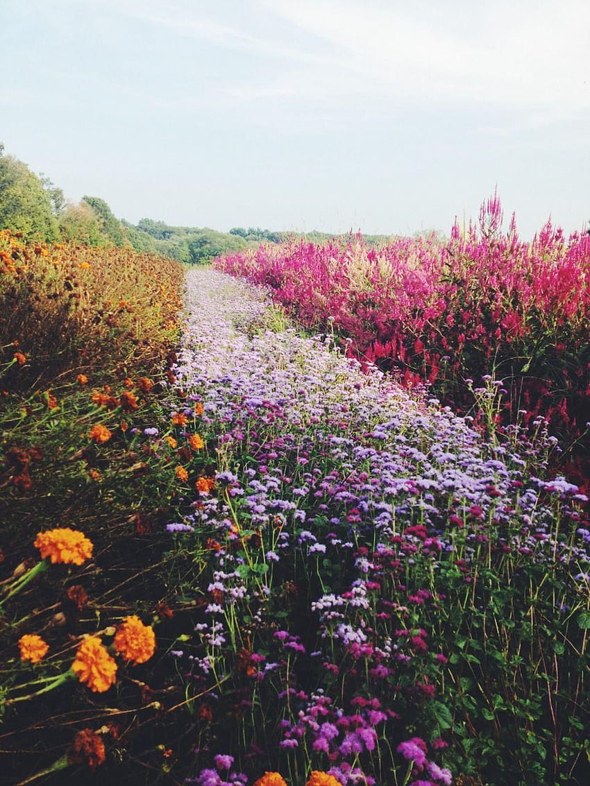 Field of flowers, meadow flowers on a tuscany hillside HD phone wallpaper