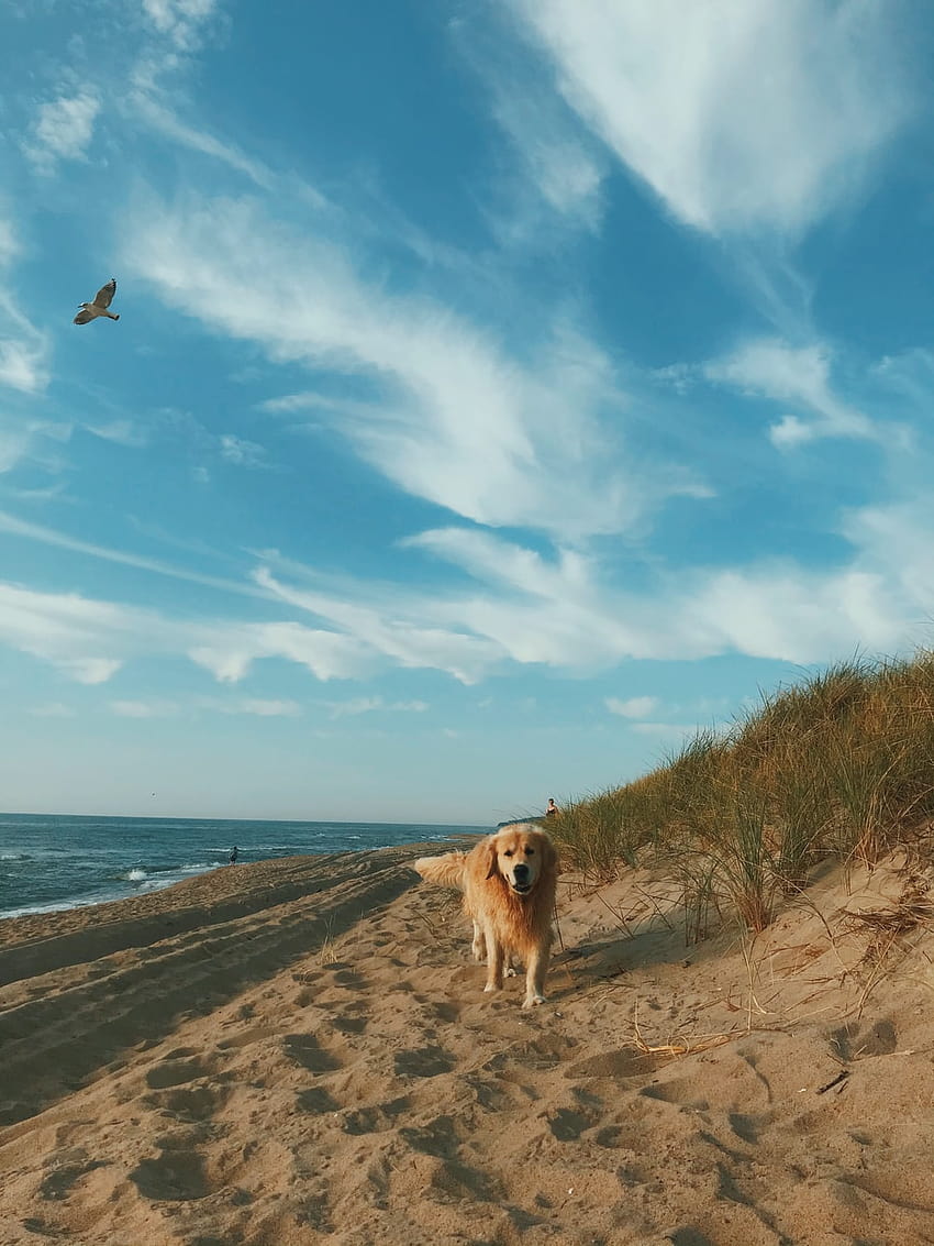 brown dog on beach shore during daytime – Klaipėda on, dog at beach HD phone wallpaper