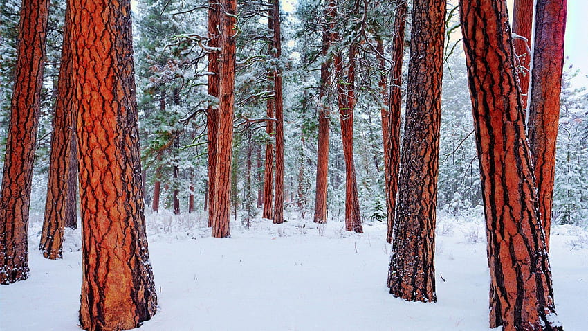Redwood Forest in Winter, redwood national park HD wallpaper