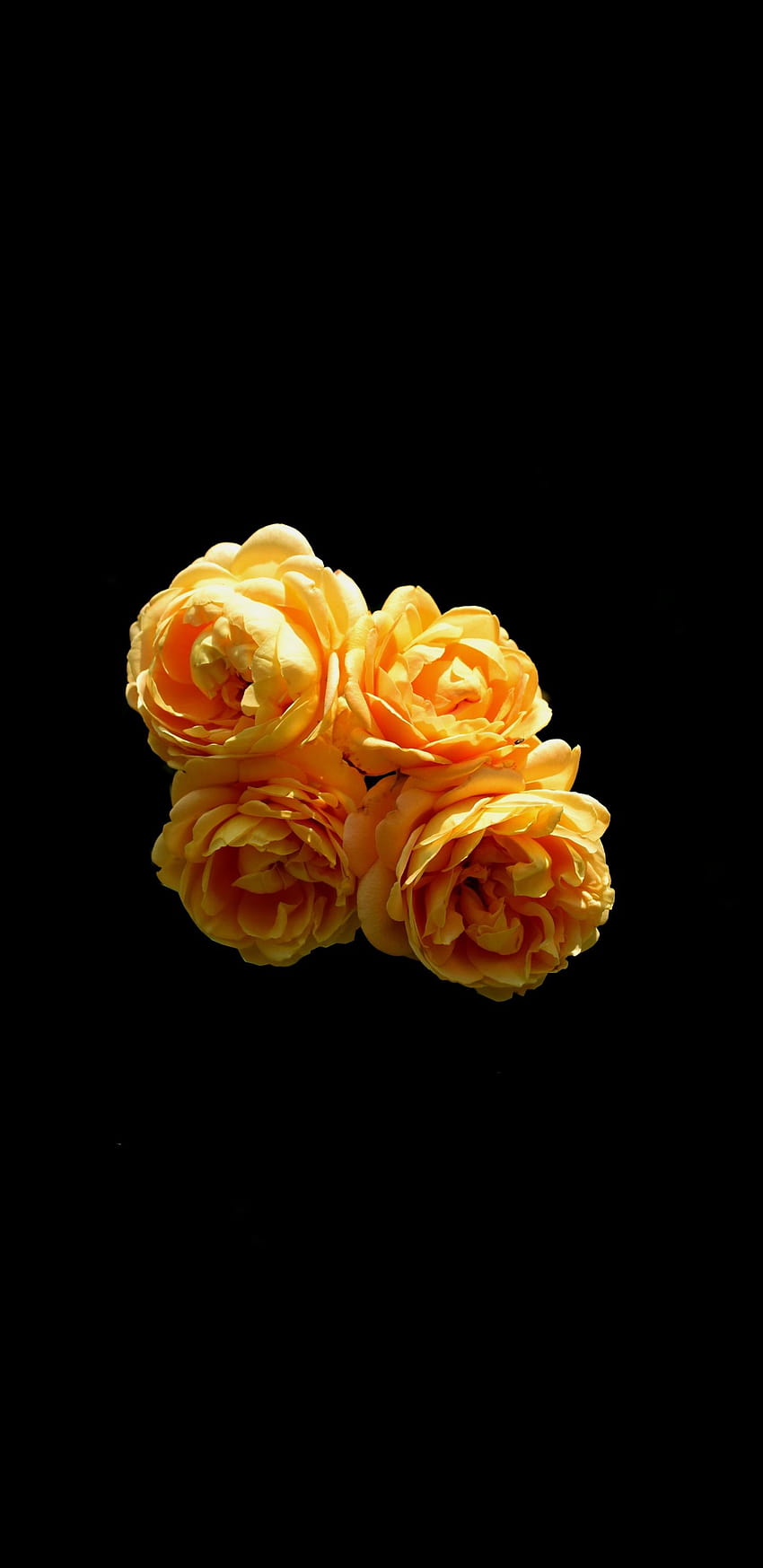 Orange roses, flowers, portrait, z flo HD phone wallpaper