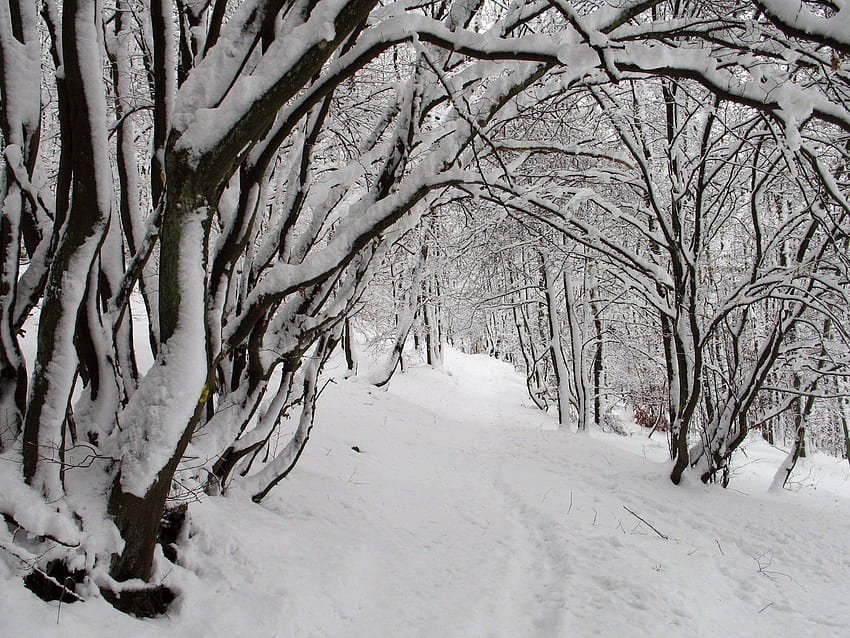 Stok Pemandangan Musim Dingin, pemandangan musim dingin Wallpaper HD