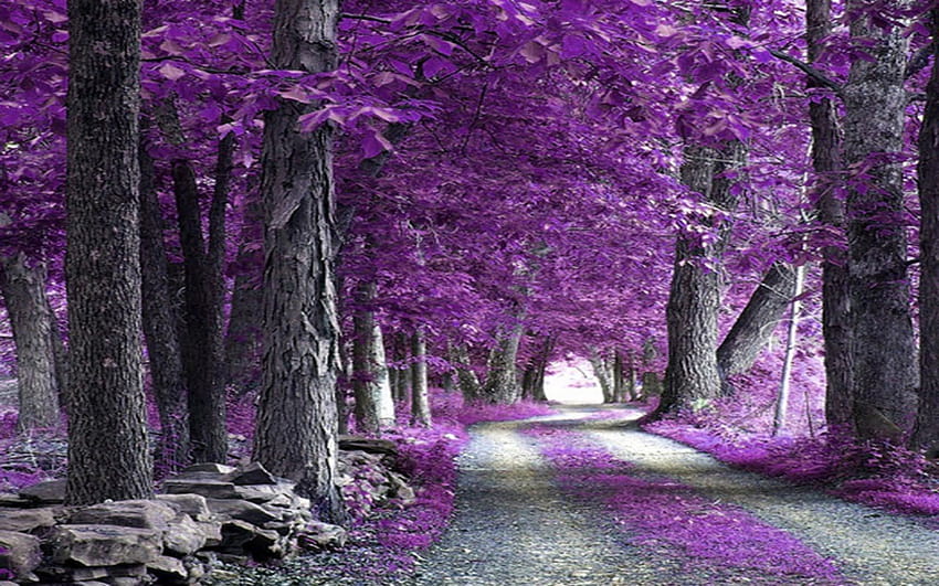 Most Beautiful Of Nature. Summer accessorizing is very, purple lavender forest HD wallpaper