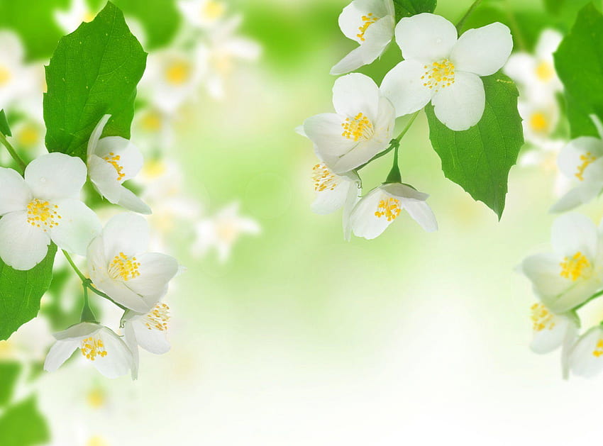 flor de jazmín fondo de pantalla