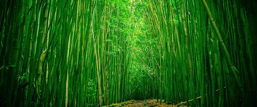3440x1440 зелен бамбук, гора, пътека HD тапет